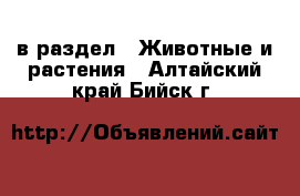  в раздел : Животные и растения . Алтайский край,Бийск г.